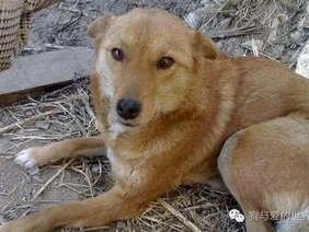 失而复得：七日流浪终遇爱犬归来
